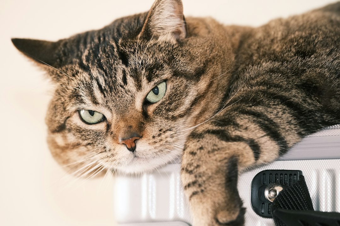 Viajar con tu gato: la guía completa de documentos y requisitos que no podés ignorar