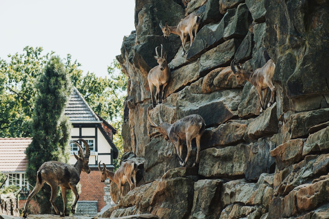 Berlín con tu perro: descubrí por qué el Britzer Garten es el paraíso que buscabas